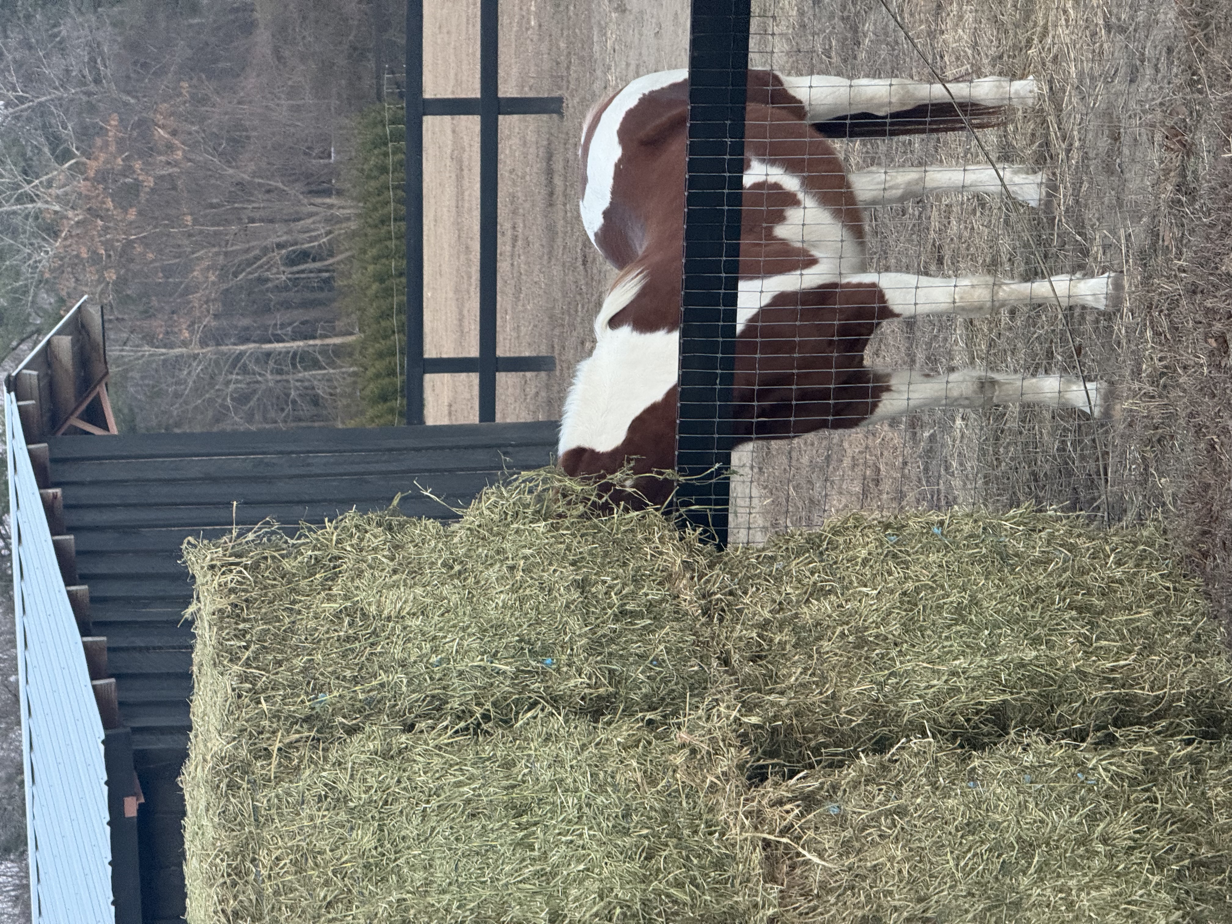 Horses at Czechmate Farm